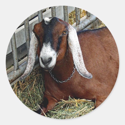  foto van bruin nubian Goat Ronde Sticker (Voorkant)