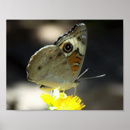 Foto van Buckeye Butterfly op een Gele Bloem Poster