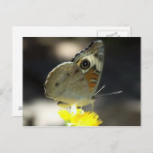Foto van Buckeye Butterfly op Yellow a Flower Briefkaart (Voorkant / Achterkant)