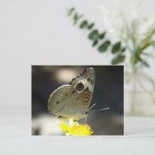 Foto van Buckeye Butterfly op Yellow a Flower Briefkaart (Staand voorkant)