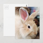 Foto van Bunny Love French Angora Rabbit Briefkaart (Voorkant / Achterkant)