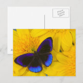 Foto van Butterfly Briefkaart (Voorkant / Achterkant)