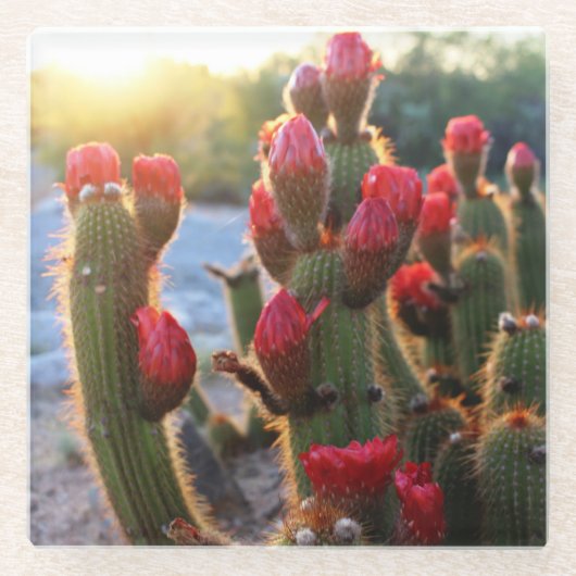 Foto van Cactus Blooms Red Sunset Desert Flowers Glazen Onderzetter (Voorkant)