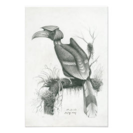 Foto van Cambodjaanse Hornbill Bird door Vannak Pr Afdruk