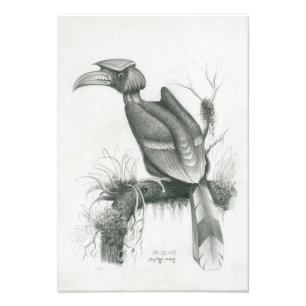 Foto van Cambodjaanse Hornbill Bird door Vannak Pr Afdruk