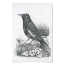 Foto van Cambodjaanse vogel 2 van Vannak Anan Prum