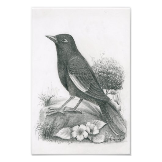 Foto van Cambodjaanse vogel 2 van Vannak Anan Prum Foto Afdruk (Voorkant)