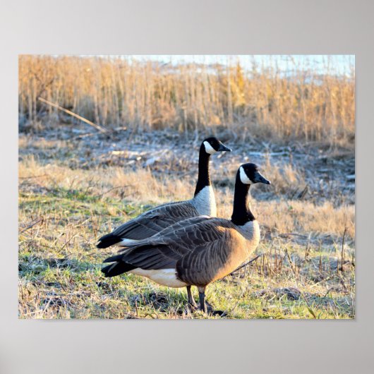 Foto van Canadese ganzen Poster (Voorkant)