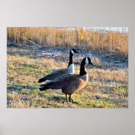Foto van Canadese ganzen Poster (Voorkant)