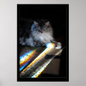 Foto van Cat Rainbow Bridge Poster (Voorkant)