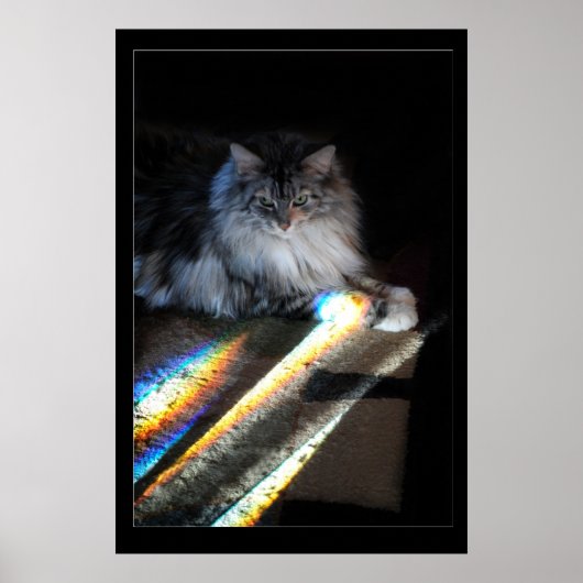 Foto van Cat Rainbow Bridge Poster (Voorkant)