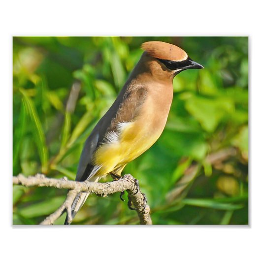 Foto van Cedar Waxing Afdruk (Voorkant)