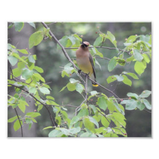 Foto van Cedar Waxwing Bird Afdruk