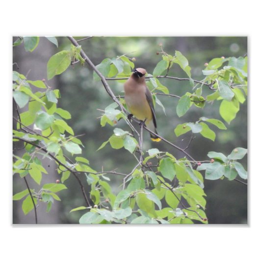 Foto van Cedar Waxwing Bird Afdruk (Voorkant)