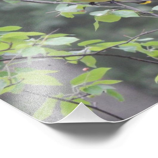 Foto van Cedar Waxwing Bird Foto Afdruk (Hoek)