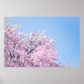 FOTO VAN CHERRY BLOSSOM TREE POSTER (Voorkant)