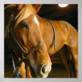 Foto van Chestnut Horse Poster (Voorkant)