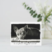 Foto van Chihuahua voor hondenliefhebbers Briefkaart (Staand voorkant)