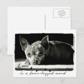 Foto van Chihuahua voor hondenliefhebbers Briefkaart (Voorkant / Achterkant)