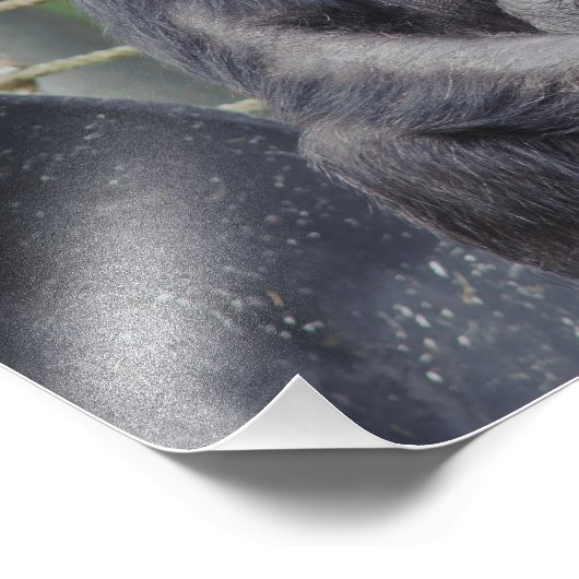 Foto van Chimpansee: Sitting and Staring Foto Afdruk (Hoek)