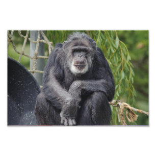 Foto van Chimpansee: Sitting and Staring Foto Afdruk