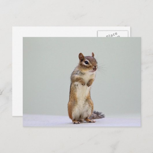 Foto van Chipmunk Briefkaart (Voorkant / Achterkant)