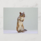 Foto van Chipmunk Briefkaart (Voorkant)