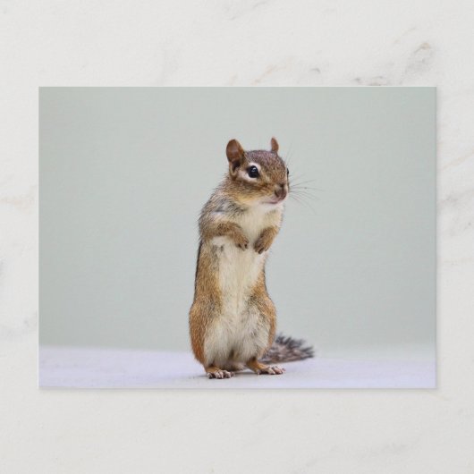 Foto van Chipmunk Briefkaart (Voorkant)