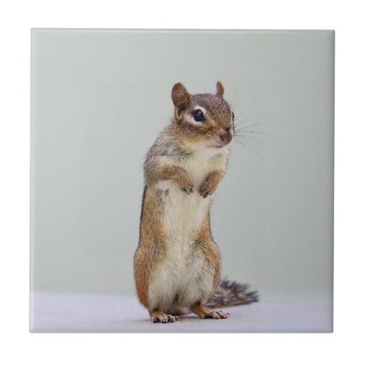 Foto van Chipmunk Tegeltje (Voorkant)