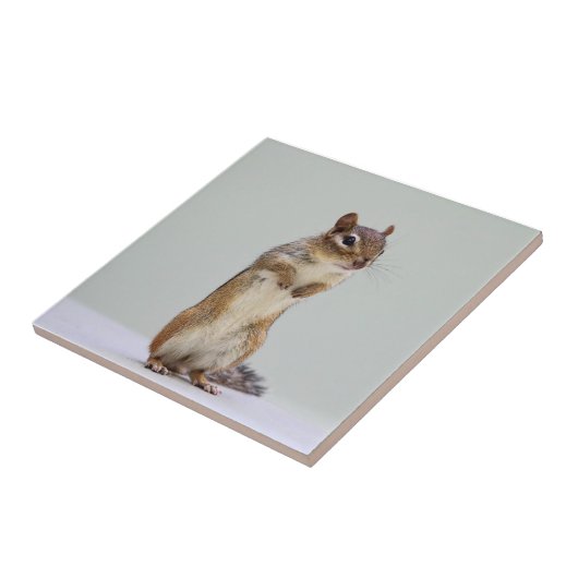 Foto van Chipmunk Tegeltje (Zijkant)