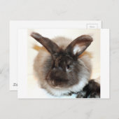 Foto van Chocolade French Angora Bunny Rabbit Briefkaart (Voorkant / Achterkant)