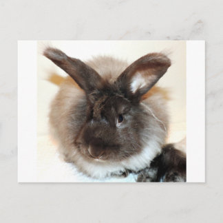 Foto van Chocolade French Angora Bunny Rabbit Briefkaart