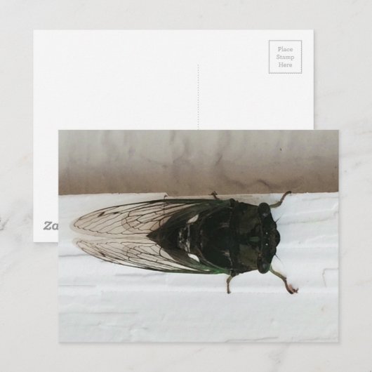 Foto van Cicada Briefkaart (Voorkant / Achterkant)