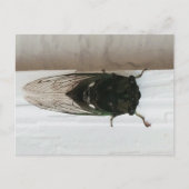 Foto van Cicada Briefkaart (Voorkant)