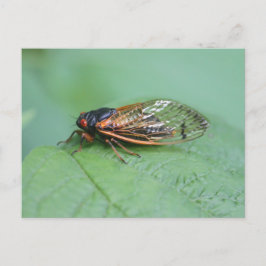 Foto van Cicada Briefkaart