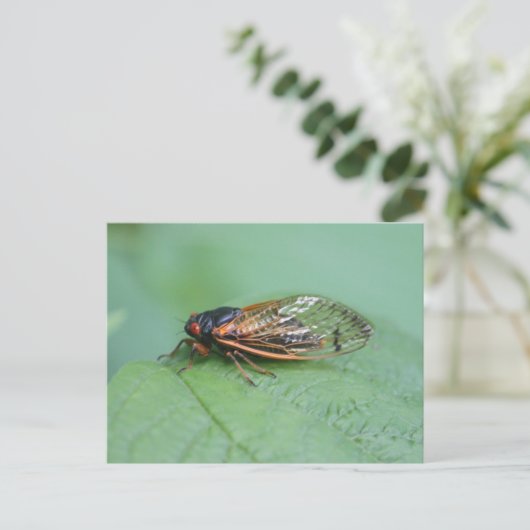Foto van Cicada Briefkaart (Staand voorkant)