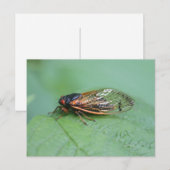 Foto van Cicada Briefkaart (Voorkant / Achterkant)