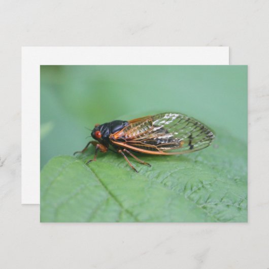 Foto van Cicada Briefkaart (Voorkant / Achterkant)
