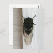 Foto van Cicada Briefkaart (Voorkant / Achterkant)