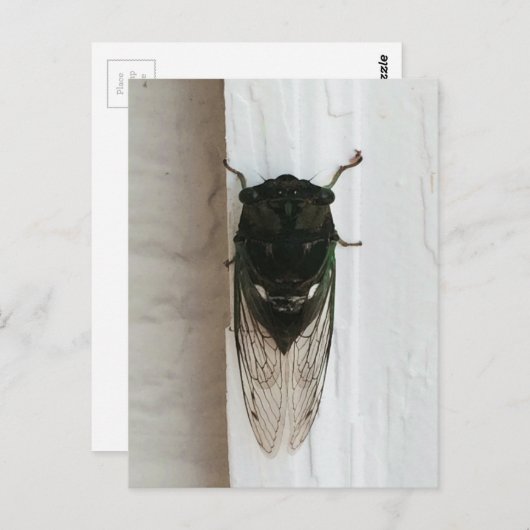 Foto van Cicada Briefkaart (Voorkant / Achterkant)