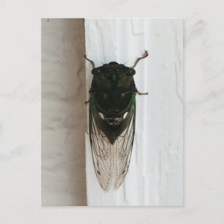 Foto van Cicada Briefkaart