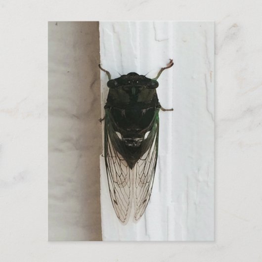 Foto van Cicada Briefkaart (Voorkant)
