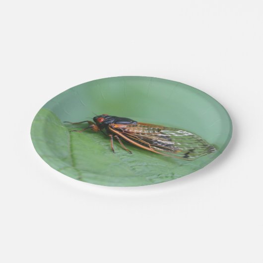 Foto van Cicada Papieren Bordje (Gekanteld)