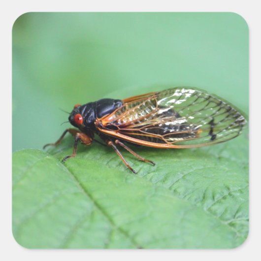 Foto van Cicada Vierkante Sticker (Voorkant)
