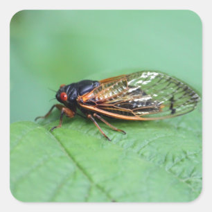 Foto van Cicada Vierkante Sticker