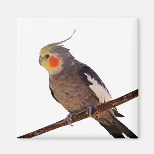 Foto van Cockatiel Gray en Yellow Pet Bird Magneet
