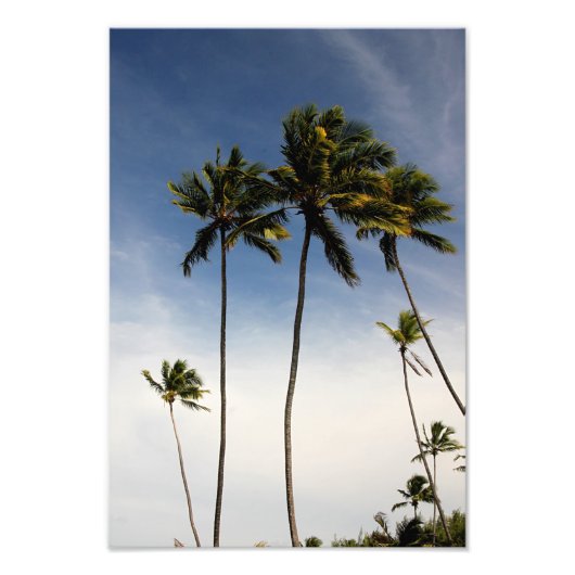 Foto van Coconut Trees Brazilië Afdruk (Voorkant)