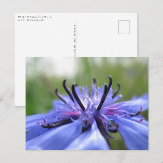 Foto van Cornflower Natuur Briefkaart (Voorkant / Achterkant)