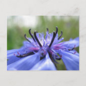 Foto van Cornflower Natuur Briefkaart (Voorkant)