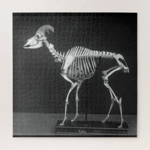 Foto van Creepy Bighorn Sheep gemonteerd Skeleton  Legpuzzel